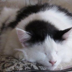 Meet your Posher, Deb